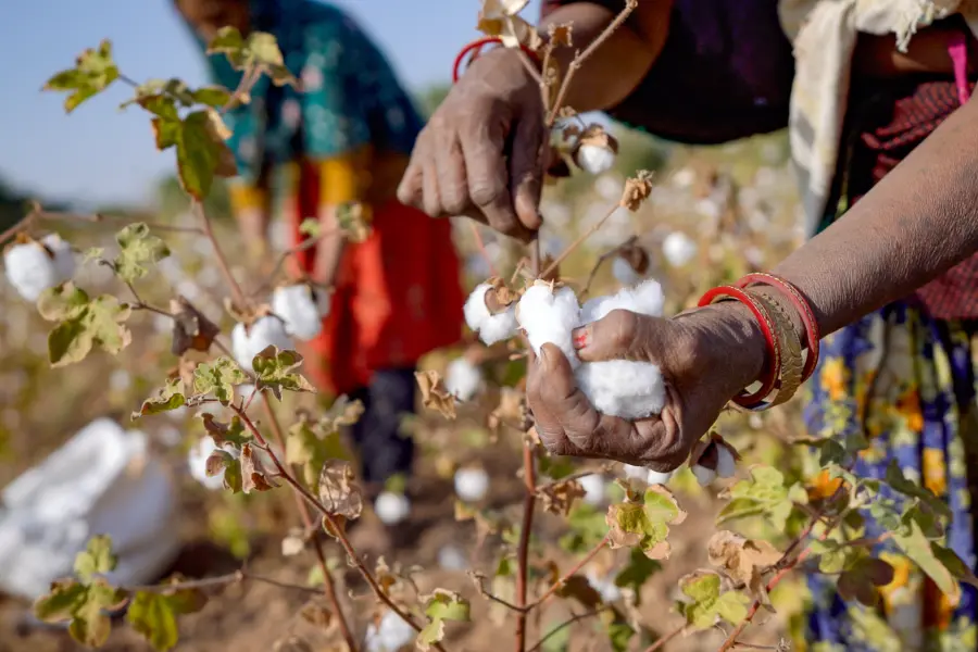 Fairtrade Premium Impact